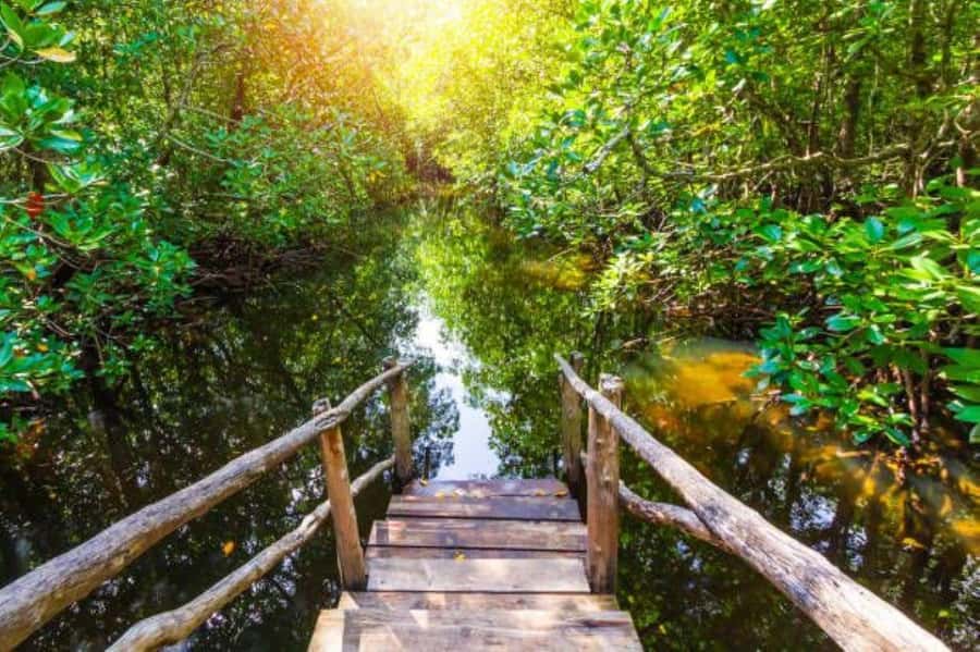 Zanzibar: Red Colobus Monkeys in Jozani Forest Guided Tour - Key points to know before you book