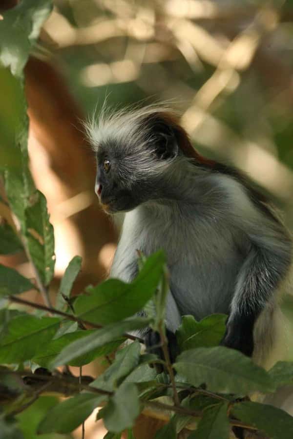 Zanzibar: Red Colobus Monkeys in Jozani Forest Guided Tour - Why Jozani’s red colobus monkeys are worth seeing
