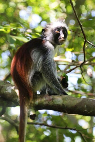 Red Colobus Monkeys in Jozani Forest Guided Tour