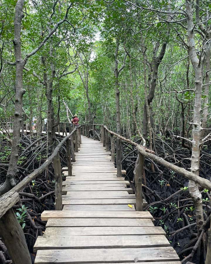 Zanzibar: Red Colobus Monkeys in Jozani Forest Guided Tour - The mangrove walk adds a quieter second half