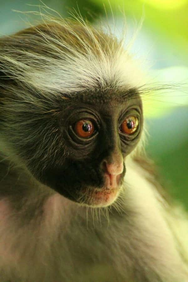 Zanzibar: Red Colobus Monkeys in Jozani Forest Guided Tour - How private guiding affects the $99 price