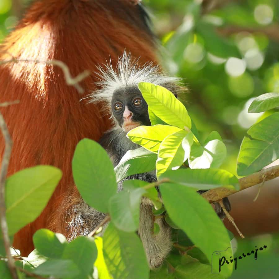 Zanzibar: Red Colobus Monkeys in Jozani Forest Guided Tour - Rain, timing, and the best expectations