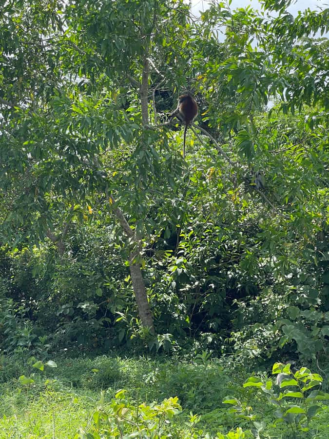 Zanzibar: Red Colobus Monkeys in Jozani Forest Guided Tour - Who will enjoy this tour most