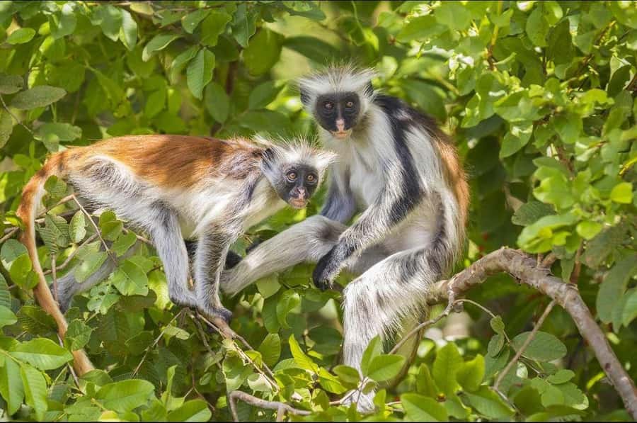 Zanzibar: Red Colobus Monkeys in Jozani Forest Guided Tour - Booking details that affect your decision