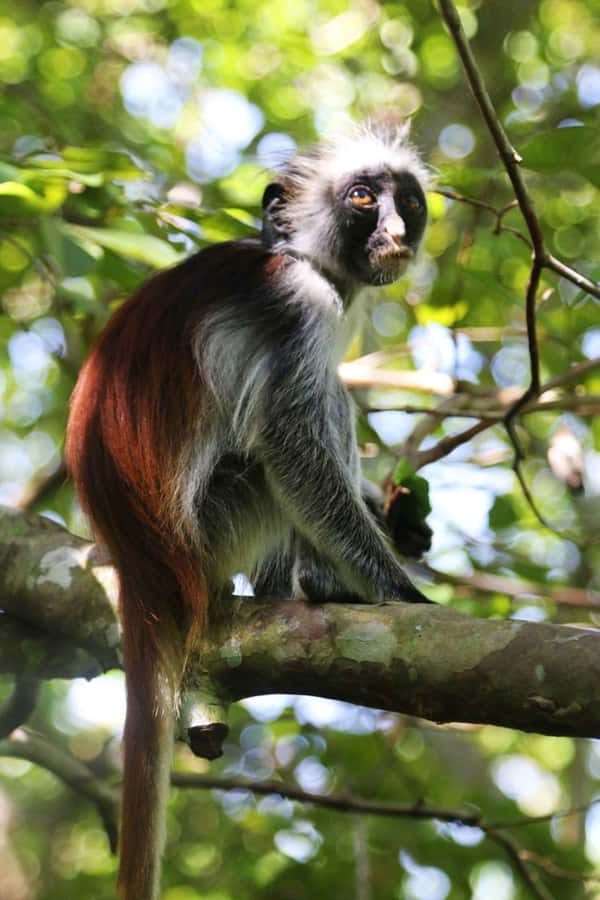 Zanzibar: Red Colobus Monkeys in Jozani Forest Guided Tour - From your Zanzibar hotel to the southern forest