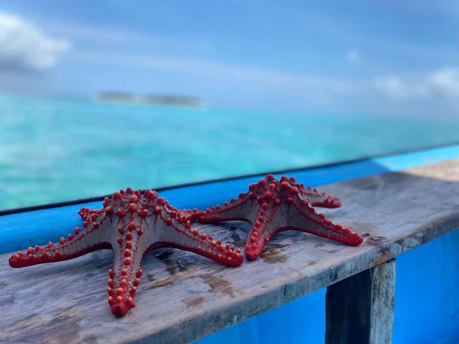 Zanzibar: Safari Blue Day trip with Snorkeling and Lunch - A seafood barbecue on the beach