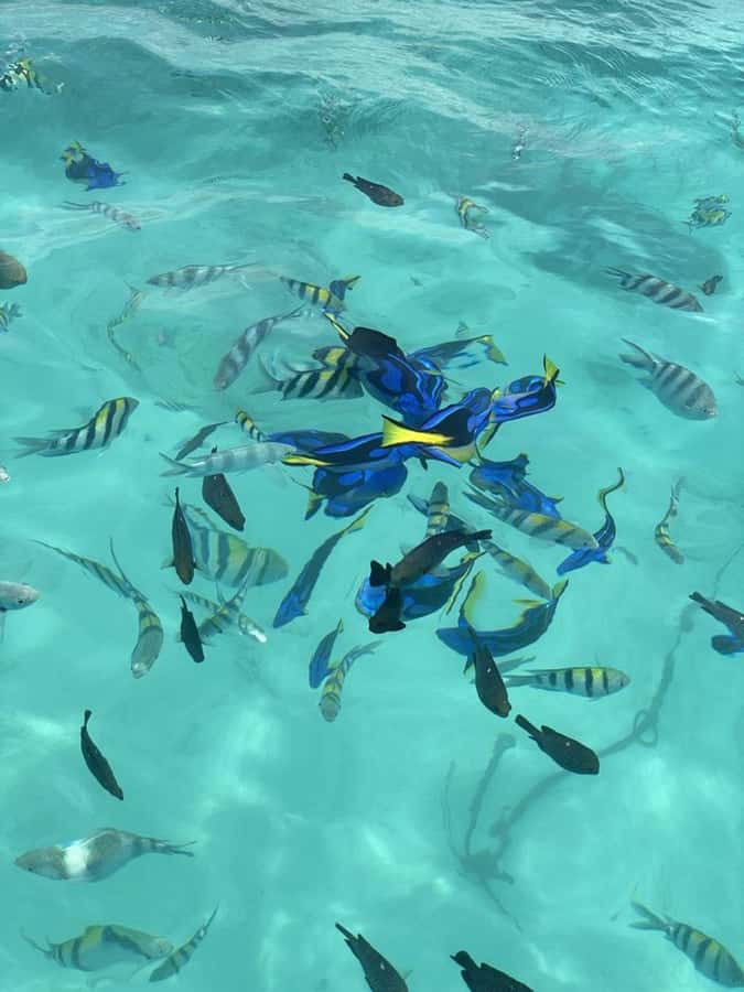 Zanzibar: Safari Blue Full-Day Exploration - Reaching Fumba from Zanzibar