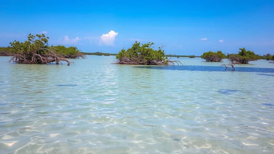 Zanzibar: Safari Blue Full-Day Tour with Lunch and transfer - Comfort, group size, and the practical trade-offs