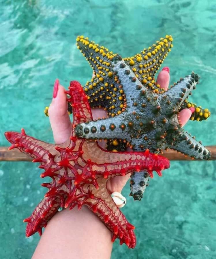 Zanzibar: Safari blue tour - Service, language, and group size