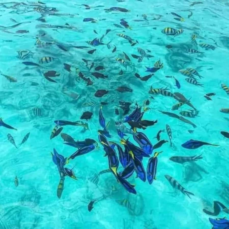Zanzibar: Safari blue tour - Blue Lagoon and the importance of the tide