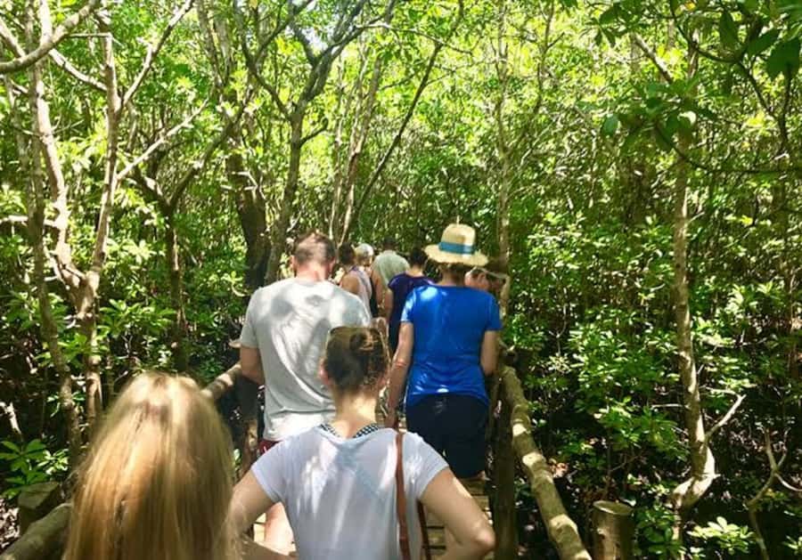 ZANZIBAR: Salaam Cave, Prison Island & Jozani Forest Tour - Swimming with sea turtles at Salaam Cave