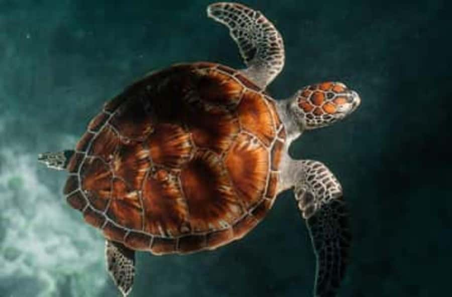 Zanzibar: Salaam Cave Swimming with Turtles Tour - Key points to know before swimming