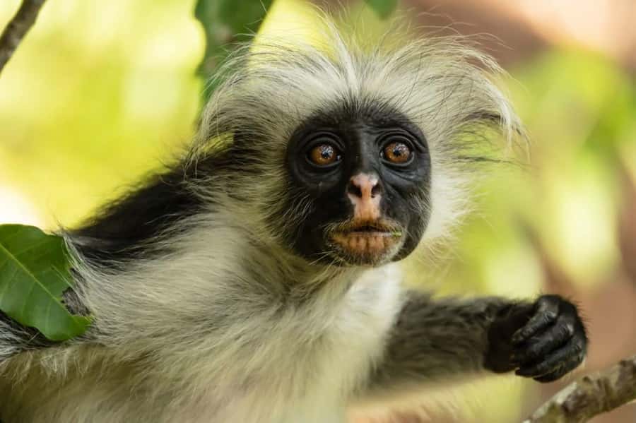 Zanzibar, Salaam Cave Tour, The Rock, Kuza Cave, Paje Beach - Key points to know before booking