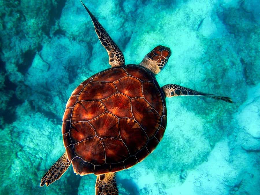 Zanzibar, Salaam Cave Tour, The Rock, Kuza Cave, Paje Beach - A packed day across southern Zanzibar