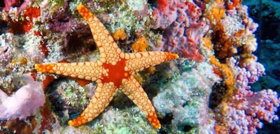 Zanzibar, Salaam Cave Tour, The Rock, Kuza Cave, Paje Beach - Snorkeling, starfish, and the private boat