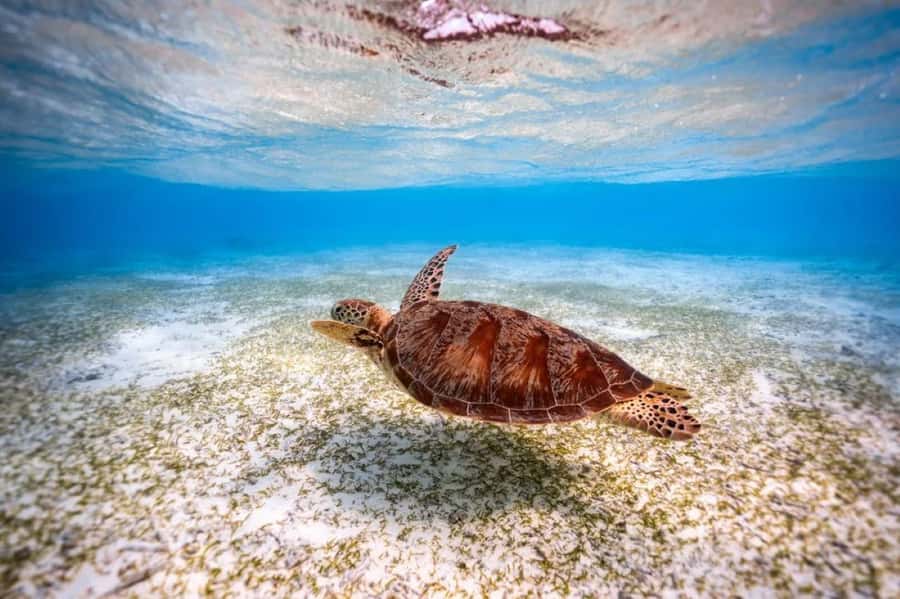 Zanzibar, Salaam Cave Tour, The Rock, Kuza Cave, Paje Beach - Paje Beach and the day’s final pause