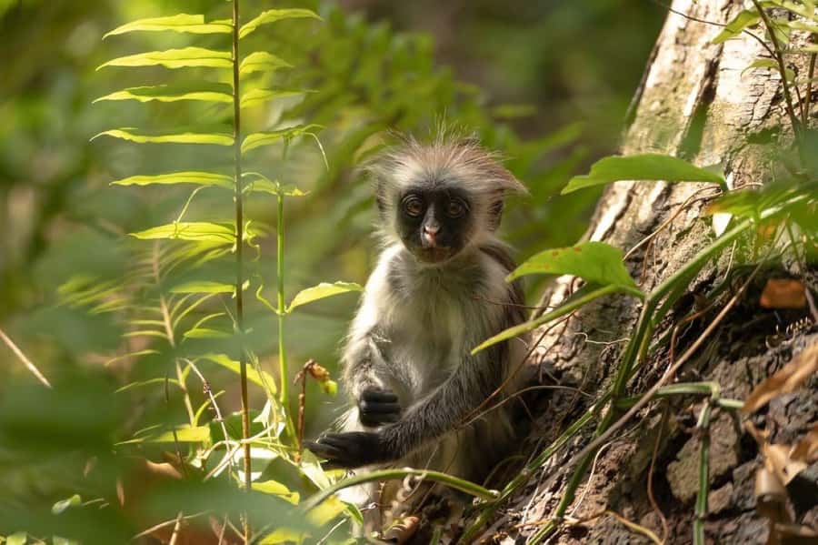Zanzibar, Salaam Cave Tour, The Rock, Kuza Cave, Paje Beach - Jozani Forest and Zanzibar’s red colobus monkeys