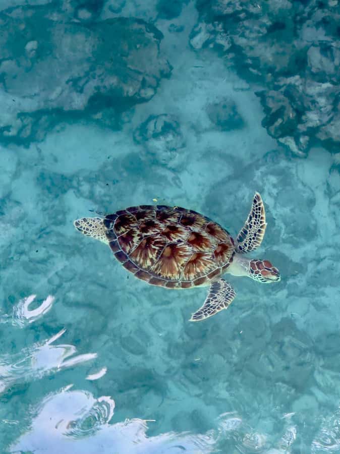 Zanzibar: Sea Turtle Swim at Kizimkazi Salaam Cave Tour - Getting from your hotel to Kizimkazi