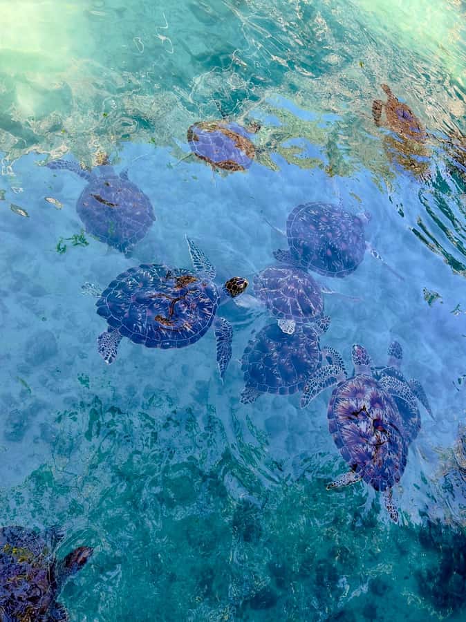 Zanzibar: Sea Turtle Swim at Kizimkazi Salaam Cave Tour - What the $48 price includes