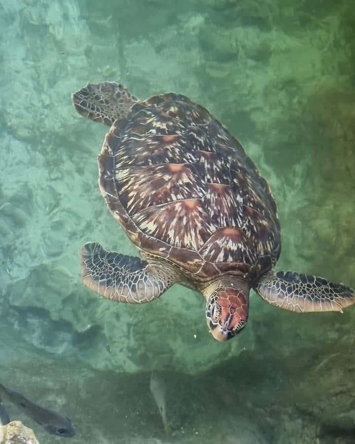 Zanzibar: Sea Turtle Swim at Salam Cave in Kizimkazi Village - What happens at Salam Cave in Kizimkazi