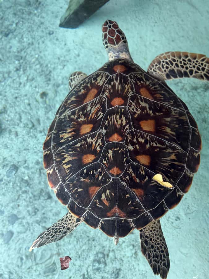 Zanzibar: Sea Turtle Swim at Salam Cave in Kizimkazi Village - What the $50 price includes