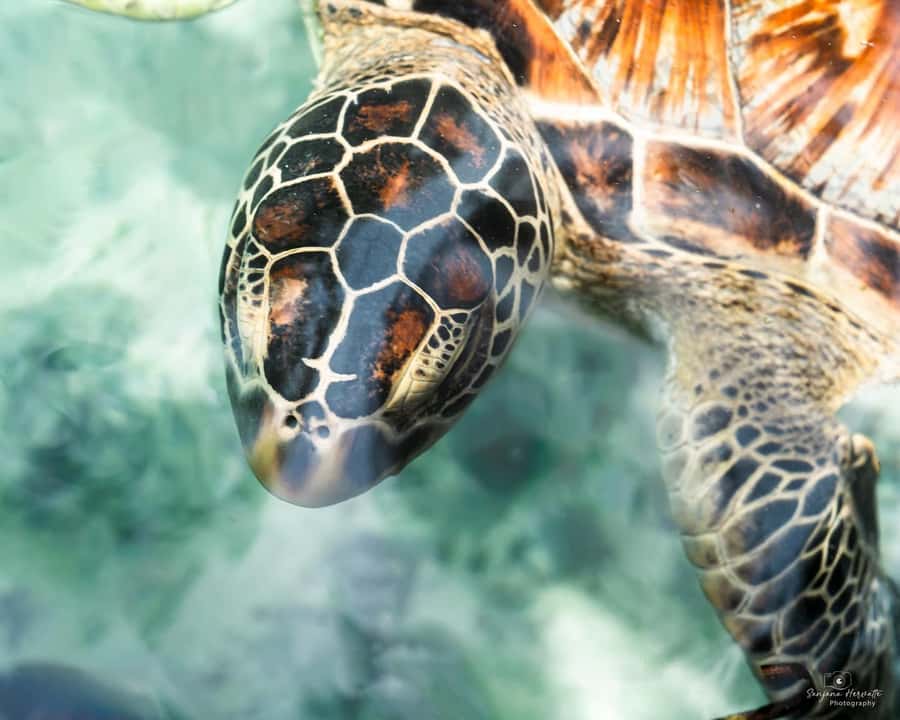 Zanzibar: Sea Turtle Swim at Salam Cave in Kizimkazi Village - Who will enjoy this most