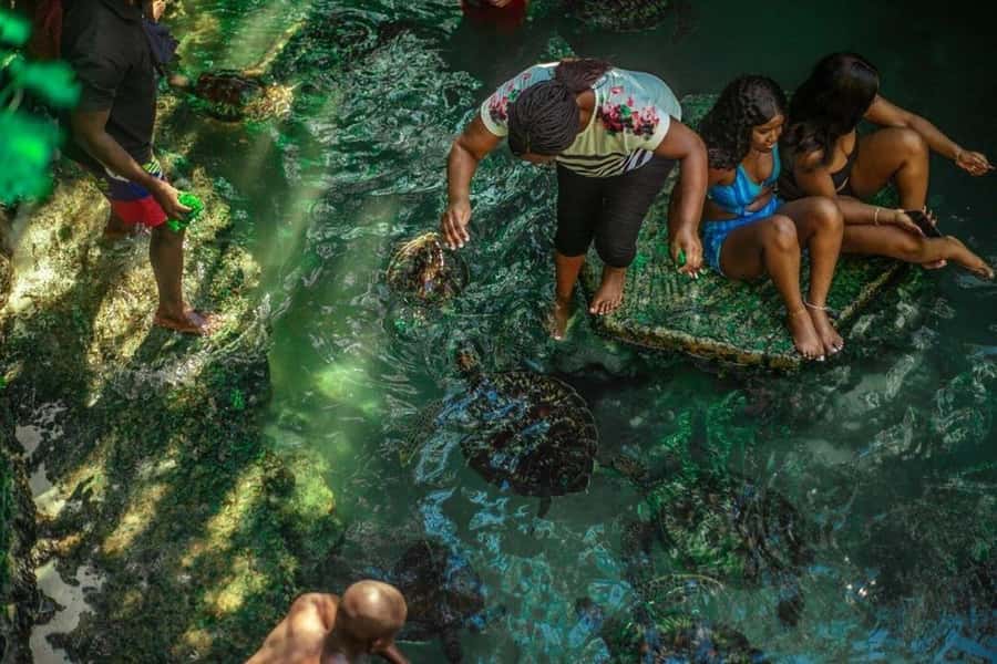 ZANZIBAR: Sea Turtle Swimming & Feeding Experience in NUNGWI - Quick Take: What Makes This Nungwi Turtle Experience Worthwhile
