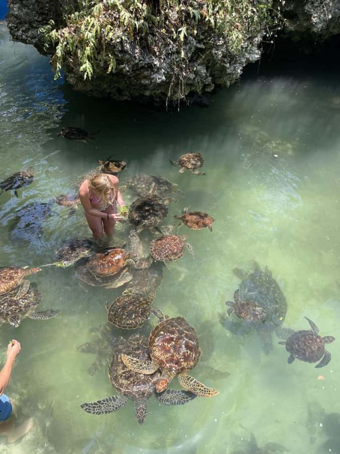 ZANZIBAR: Sea Turtle Swimming & Feeding Experience in NUNGWI - Feeding the Turtles Seaweed
