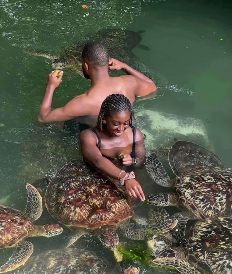 ZANZIBAR: Sea Turtle Swimming & Feeding Experience in NUNGWI - Choosing Between Baraka Aquarium and the Natural Lagoon