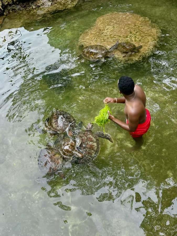 ZANZIBAR: Sea Turtle Swimming & Feeding Experience in NUNGWI - Swimming Beside Green and Hawksbill Turtles