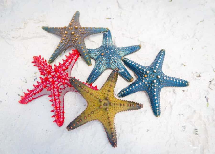 Zanzibar: Snorkeling at blue lagoon & Star fish tour - Why the Blue Lagoon and starfish pairing works