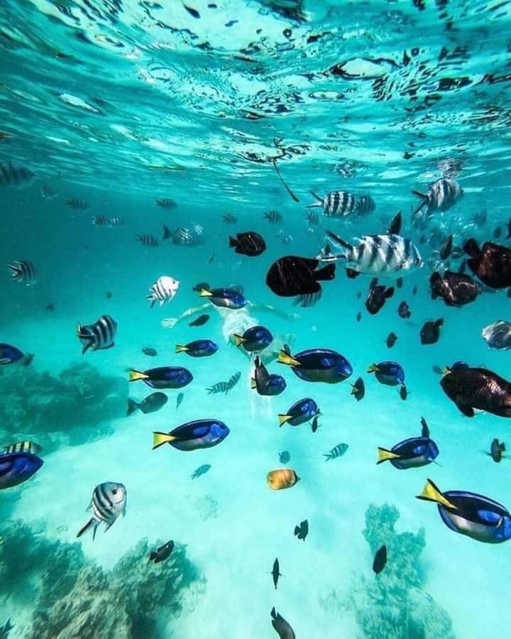 Zanzibar: Snorkeling at blue lagoon & Star fish tour - Blue Lagoon: reef fish in clear water