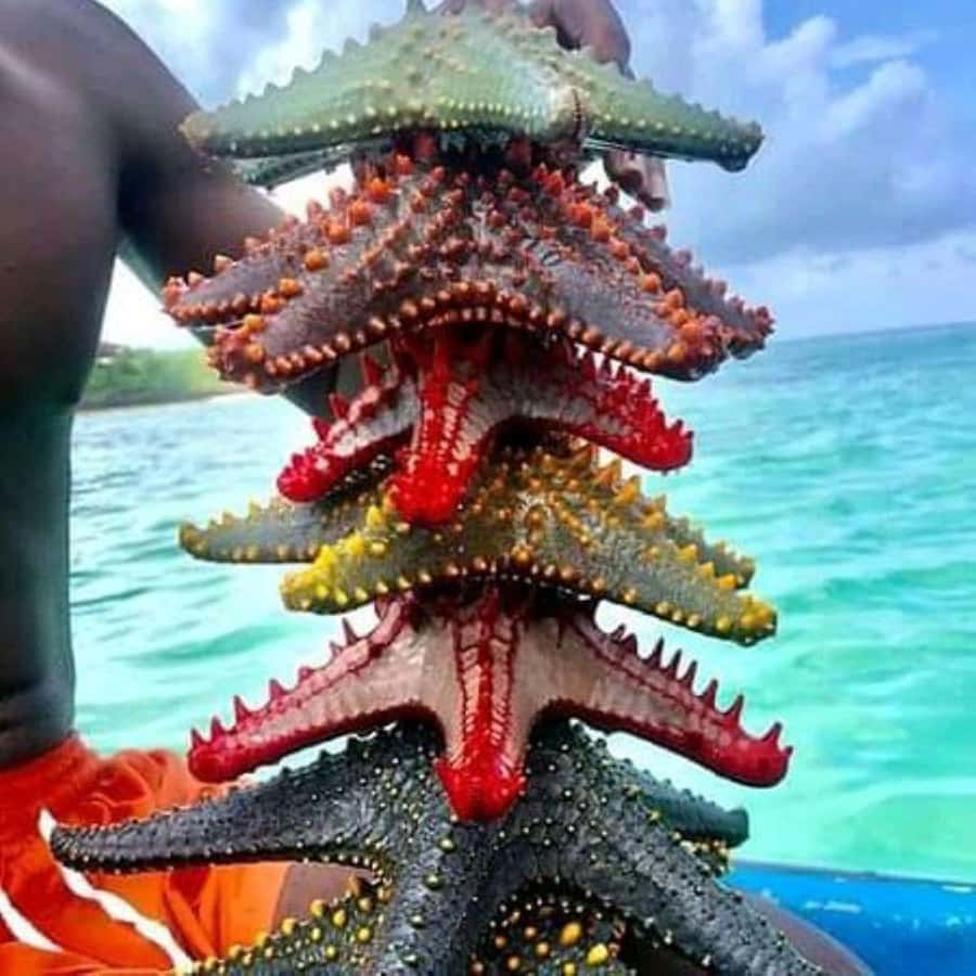 Zanzibar: Snorkeling at blue lagoon & Star fish tour - The starfish site and the need for careful handling