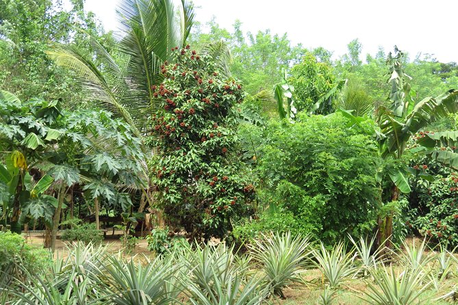 Zanzibar Spice Farm Half-Day Walking Tour - Timing, transport, and comfort