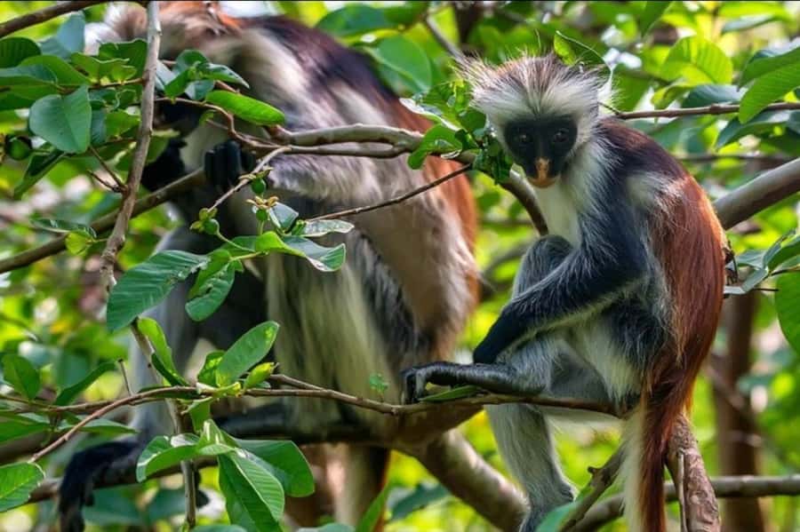 Zanzibar: Spice Farm, Jozani Forest & Sea Turtle Sanctuary - Salaam Cave and the difficult conservation question