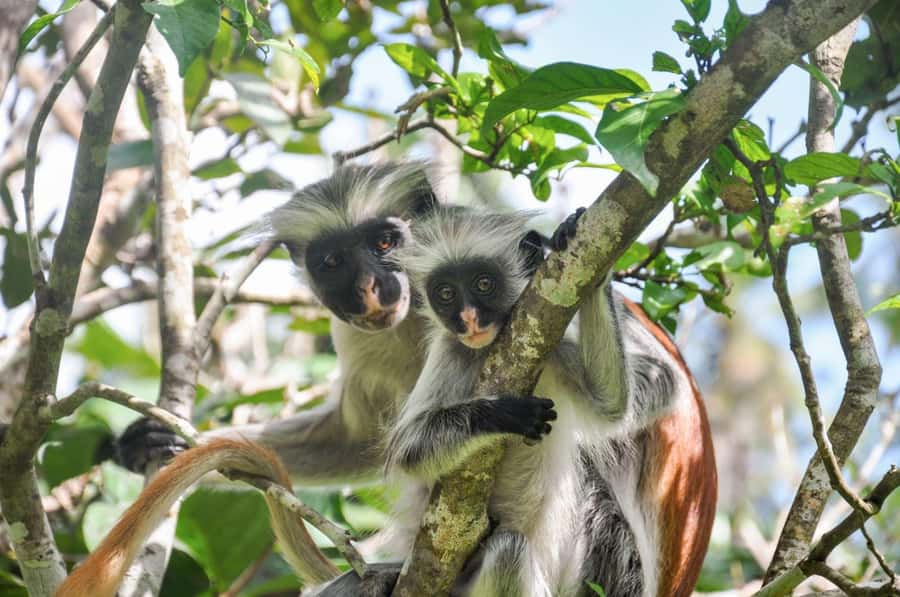 Zanzibar: Spice Farm, Jozani Forest & Sea Turtle Sanctuary - The spice farm is more than a photo stop