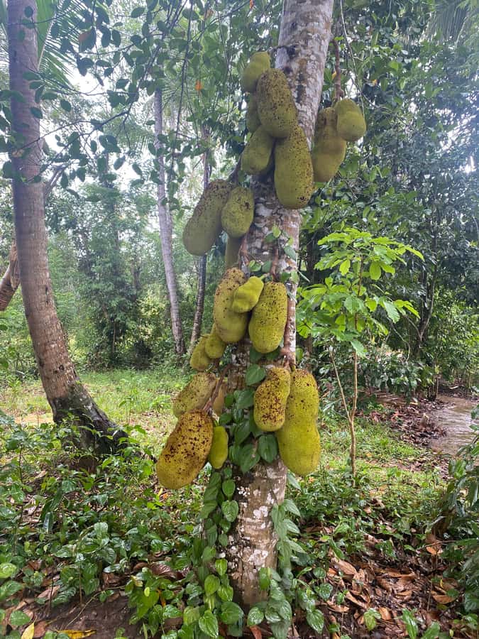 Zanzibar: Spice Farm & Stone Town Tour with Lunch - Why This Pairing Works in One Long Day