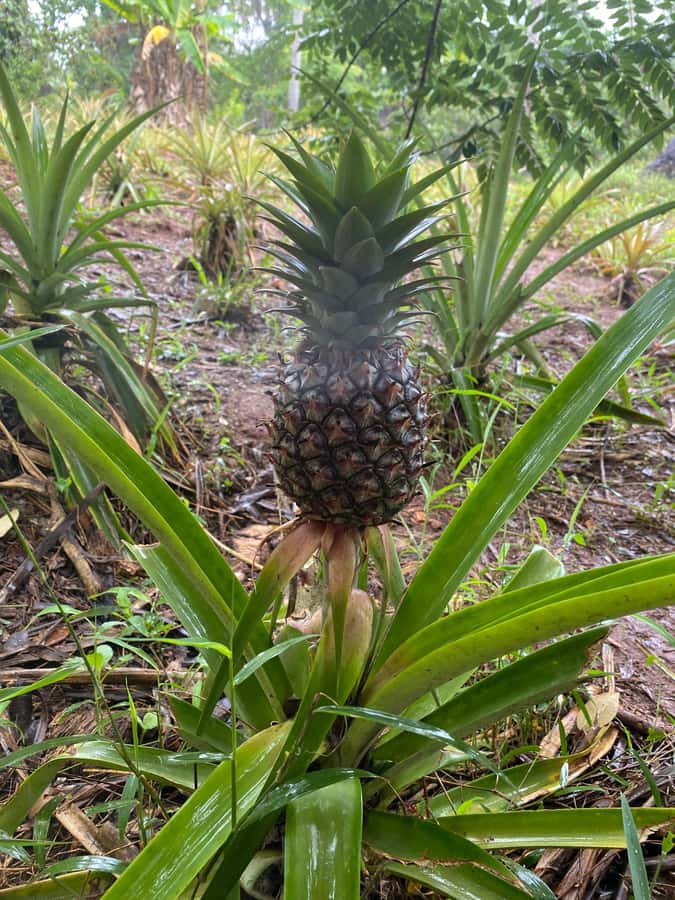 Zanzibar: Spice Farm & Stone Town Tour with Lunch - The 75-Minute Ride from the Beach