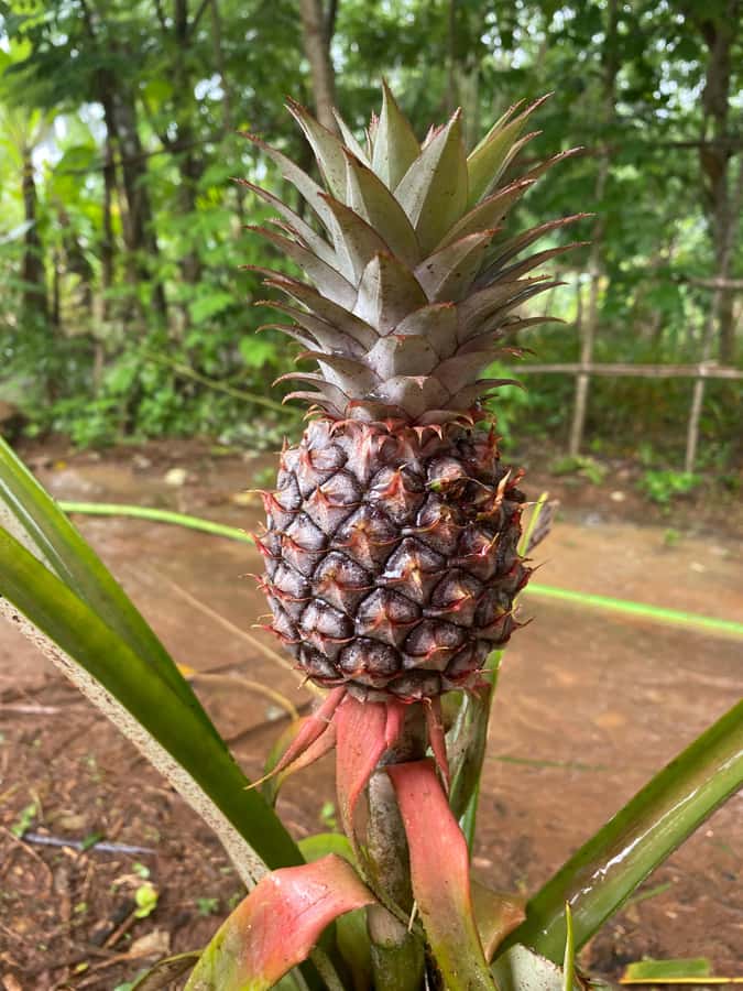Zanzibar: Spice Farm & Stone Town Tour with Lunch - Lunch Under the Farm’s Simple Roof