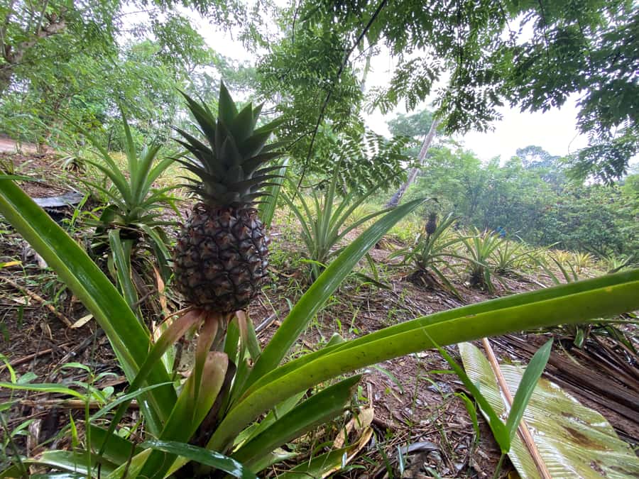 Zanzibar: Spice Farm & Stone Town Tour with Lunch - Practical Advice Before You Go
