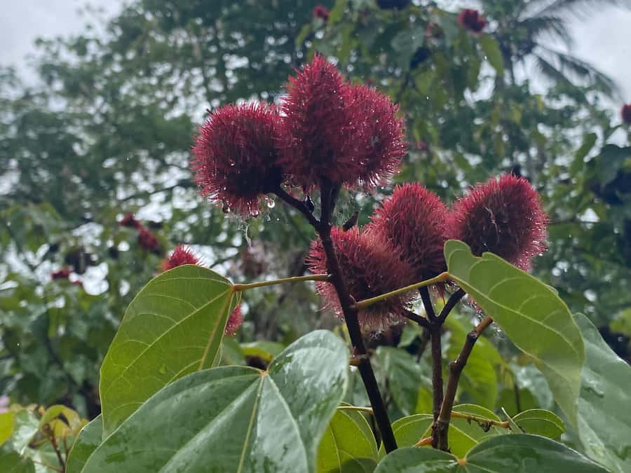 Zanzibar: Spice Farm & Stone Town Tour with Lunch - Smelling Zanzibar at the Spice Farm