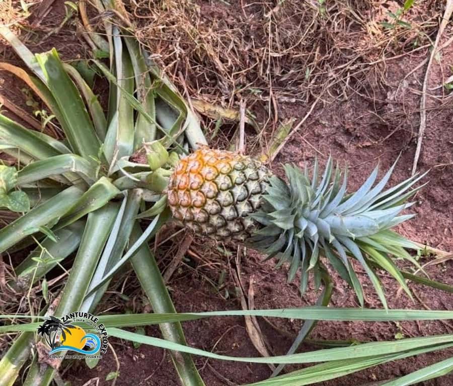 Zanzibar: Spice Farm Tour and Cooking Class with Lunch - Who will enjoy this farm and food outing?