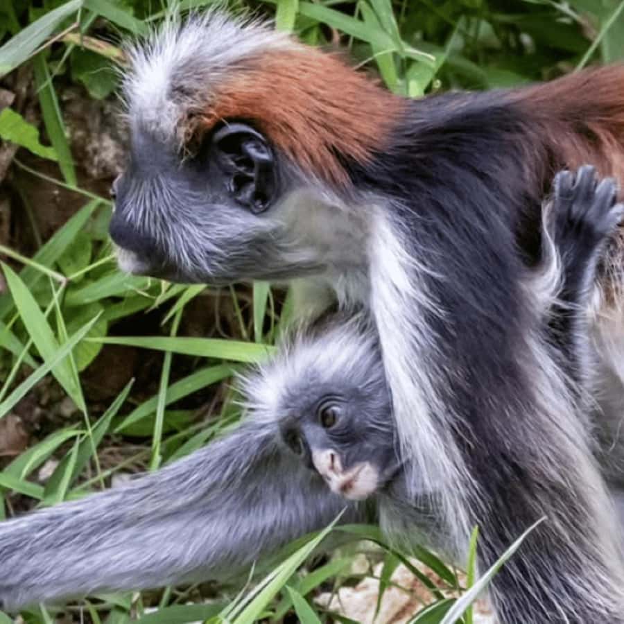 ZANZIBAR: Spice Farm Tour, Jozani Forest & Rock Restaurant - Jozani Chwaka Bay National Park: red colobus country