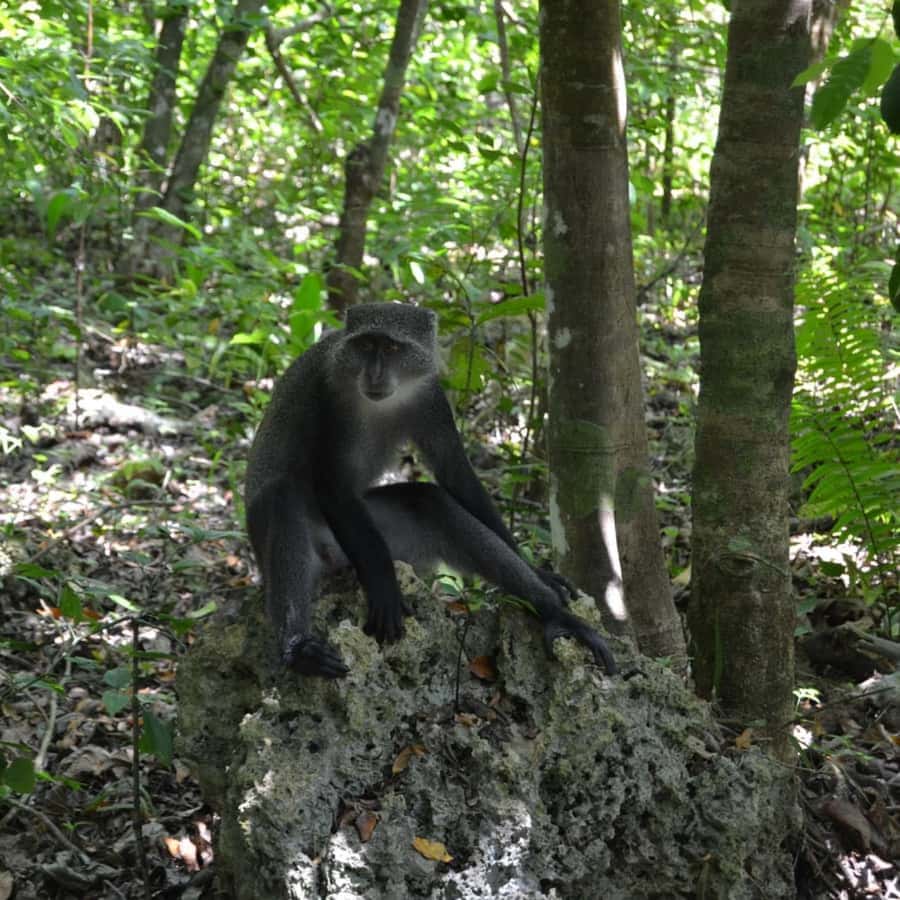ZANZIBAR: Spice Farm Tour, Jozani Forest & Rock Restaurant - Who should book this experience?