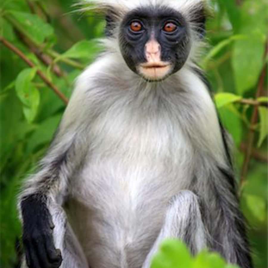 ZANZIBAR: Spice Farm Tour, Jozani Forest & Rock Restaurant - Should you book the spice farm, Jozani, and The Rock tour?