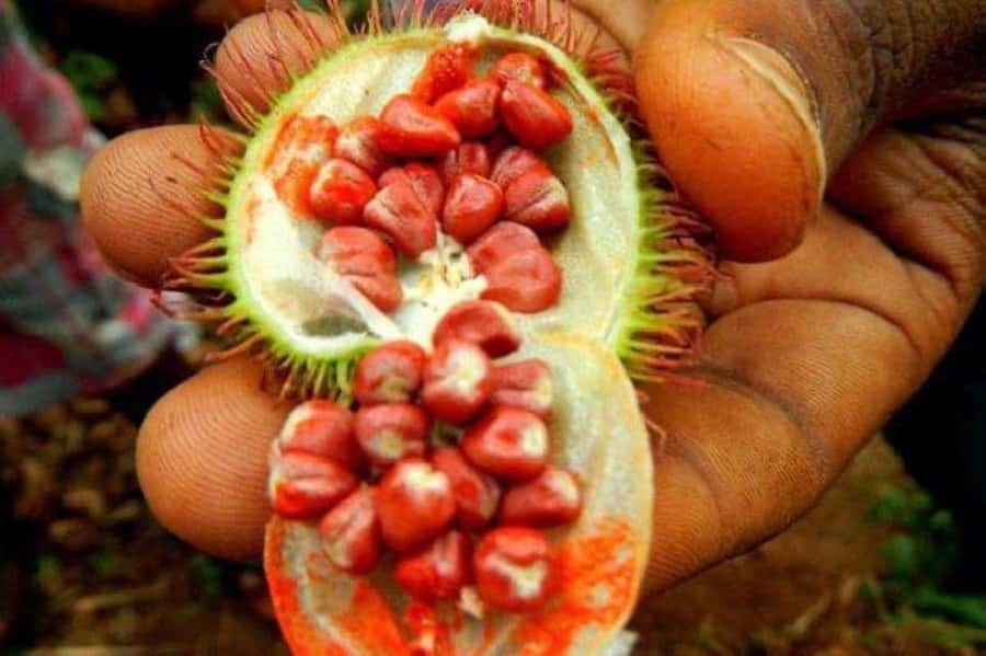 Zanzibar: Spice Farm Tour & Stone Town Adventure - What the guides add to the experience