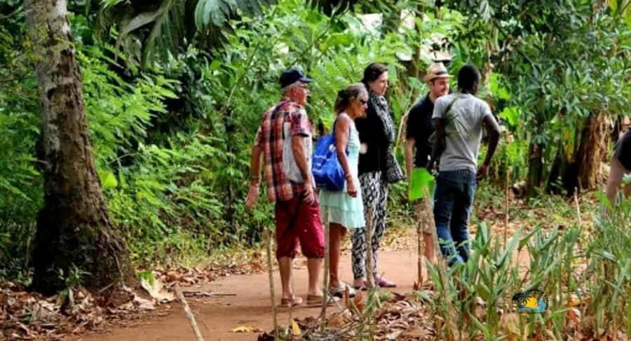 Zanzibar: Spice Farm Tour with Cooking lesson - Harvesting ingredients for your own lunch