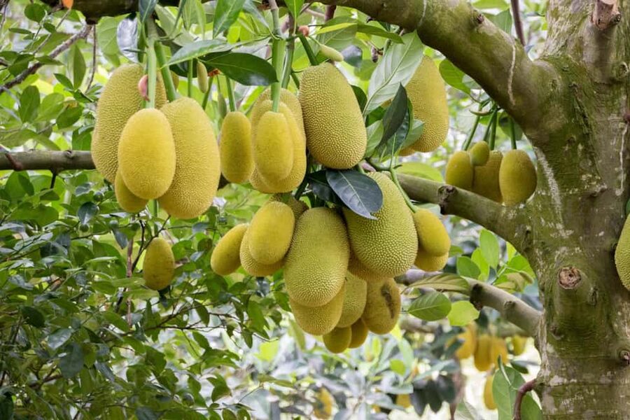 Zanzibar: Spice Farm Tour with Lunch & Tropical Fruits - Key points at a glance