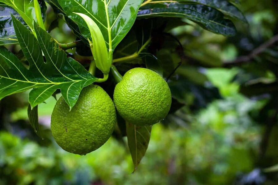 Zanzibar: Spice Farm Tour with Lunch & Tropical Fruits - The spice shop and what to take home