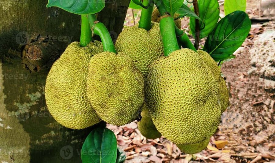 Zanzibar: Spice Farm Tour with Lunch & Tropical Fruits - My verdict on the Zanzibar spice farm tour